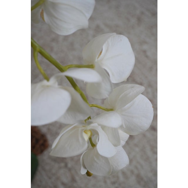 Large Silk Flower Mother Orchid in Woven Basket For Sale In Philadelphia - Image 6 of 11