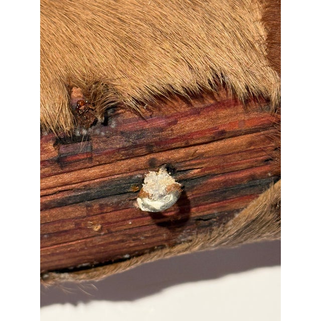 Rustic Vintage Large Hide-Wrapped Steer Horns For Sale In New York - Image 6 of 11