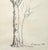 Original Pencil Sketch of a Tree For Sale - Image 4 of 5