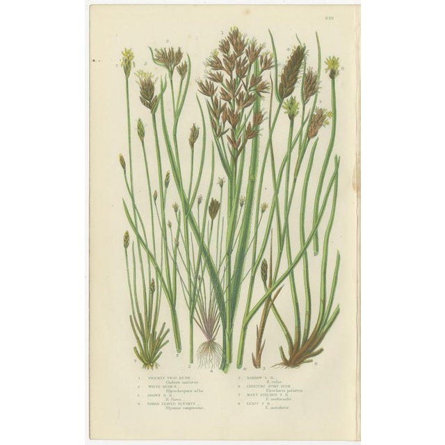 Sea Spleenwort and Green Spleenwort Ferns – Antique Botanical Prints, 1873 : This decorative pair of botanical engravings...