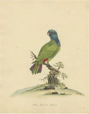 Blue-Headed Parrot, 1794, Paper