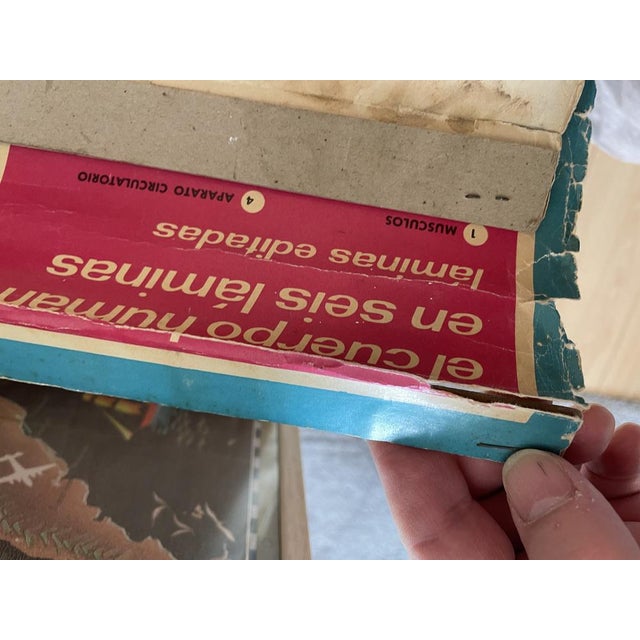 Paper Human Body Circulatory System Poster, 1964 For Sale - Image 7 of 10