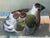 Vintage Tonala Pottery Bird Figurine Folk Art Mexican For Sale - Image 9 of 10