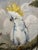 Cockatoos, 1950s, Oil Paintings on Panel, Set of 2 For Sale - Image 6 of 9
