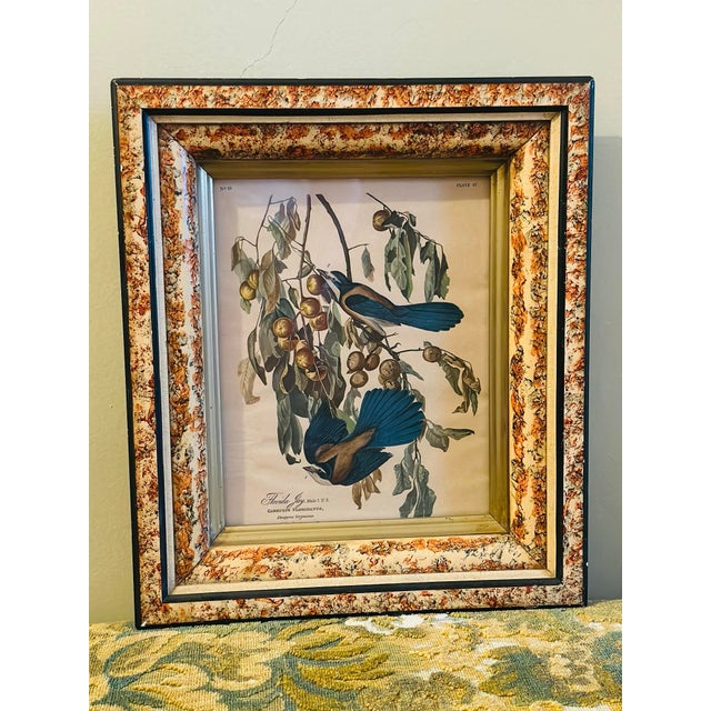 A beautifully framed ornithological print depicting the Florida Jay among fruiting branches, rendered in the richly...