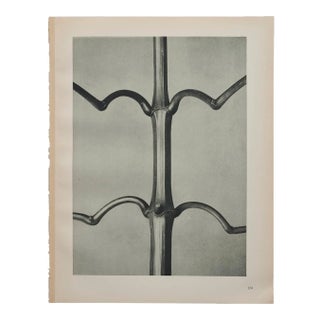 Original Karl Blossfedlt Photogravure Botanical Print For Sale
