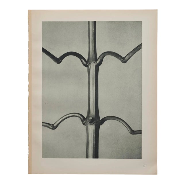 Original Karl Blossfedlt Photogravure Botanical Print For Sale