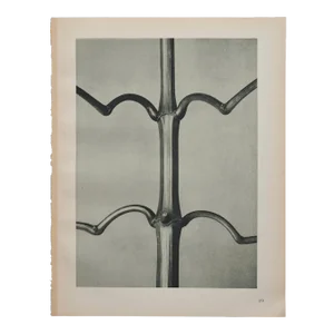 Original Karl Blossfedlt Photogravure Botanical Print