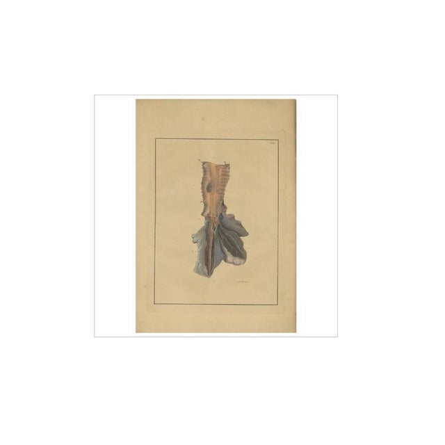 F. D. Reisseisen, Lungs Tab. 1, 1822, Paper For Sale - Image 3 of 5