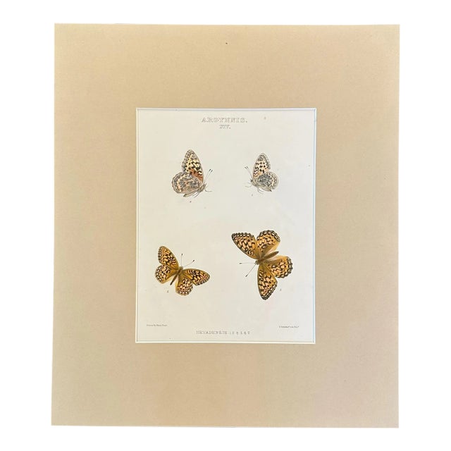 One 19th Century Archivally Matted Butterfly Themed Hand Colored Lithograph For Sale