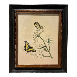 Vintage Yellow Swallowtail Butterfly Botanical Print in Black & Gold Wood Frame For Sale