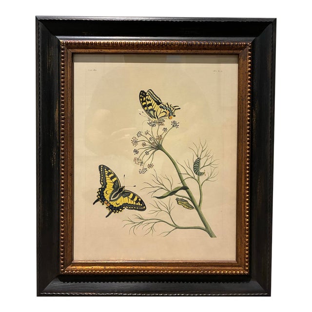 Vintage Yellow Swallowtail Butterfly Botanical Print in Black & Gold Wood Frame For Sale
