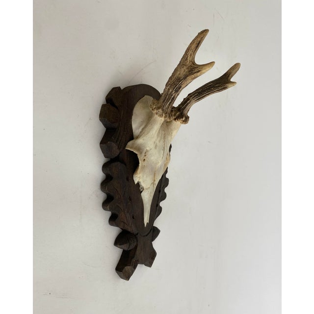 Vintage German Roe Deer antlers mounted on a hand carved wood plaque with considerable detail and documentation of its...