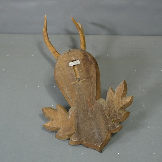 Mid 20th Century Great Black Forest Red Deer Trophy on Carved Plaque - Germany 1952 For Sale - Image 5 of 6