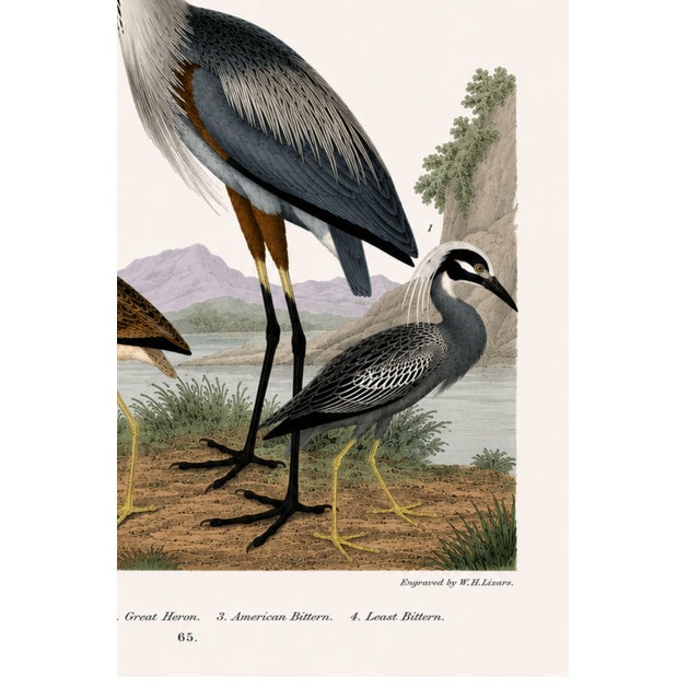 Great Heron & Marsh Birds, Vintage Natural History Art Print Reproduction, 40" X 60" For Sale In Buffalo - Image 6 of 11