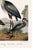 Great Heron & Marsh Birds, Vintage Natural History Art Print Reproduction, 40" X 60" For Sale In Buffalo - Image 6 of 11