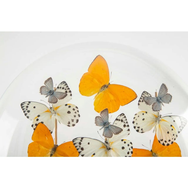 Created by Hasharat, this luminous butterfly composition features an elegant arrangement of exotic butterfly specimens...