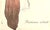Mid-Century Modern 1947 Mid-Century French Fashion Print-Evening Gowns-Gruau For Sale - Image 3 of 4