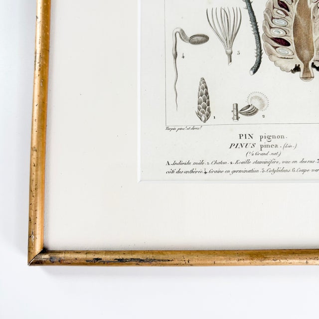Nothing seems quite as cozy and warm as having a framed antique botanical print from France adorning your walls, does it?...