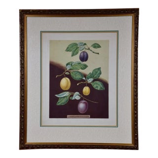 Plums: George Brookshaw 'S Framed Hand-Colored 19th C. Aquatint, 1804 For Sale
