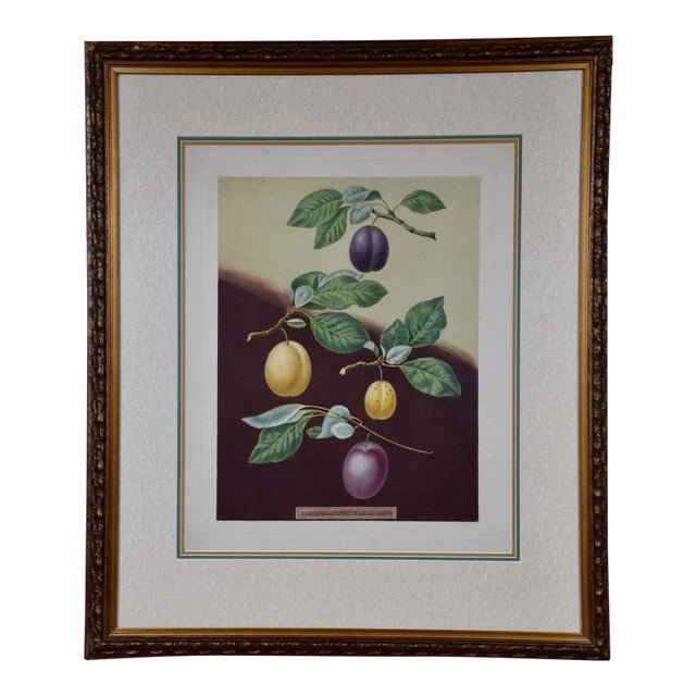 Plums: George Brookshaw 'S Framed Hand-Colored 19th C. Aquatint, 1804 For Sale
