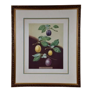Plums: George Brookshaw 'S Framed Hand-Colored 19th C. Aquatint, 1804