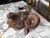 Italian 19th Century Patinated Iron Ram's Head Sculpture with Rusty Finish For Sale - Image 4 of 9