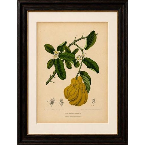 Original antique botanical chromolithograph of buddha's hand citron, c. 1880 : a magnificent original antique botanical...