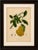 Original antique botanical chromolithograph of buddha's hand citron, c. 1880 : a magnificent original antique botanical...