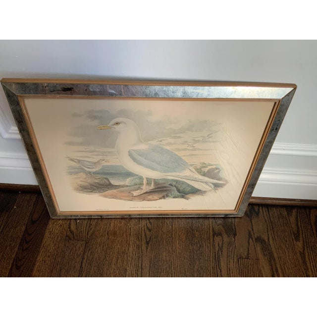 Hand Colored Bird Prints in Vintage Mercury Frames- Set of 3 For Sale - Image 11 of 13