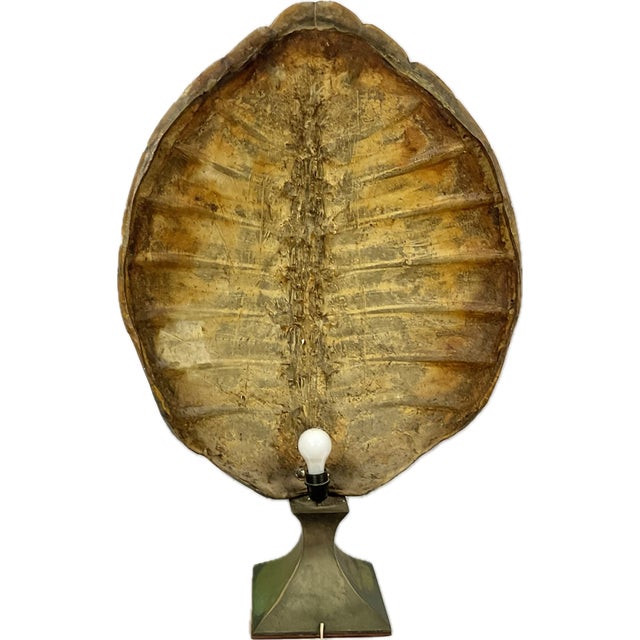 Monumental Natural Antique Turtle Carapace Shell Lamp For Sale - Image 9 of 15