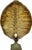 Monumental Natural Antique Turtle Carapace Shell Lamp For Sale - Image 9 of 15