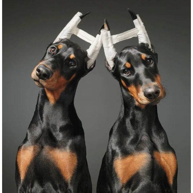 Cosmetic Surgery: In Posts' is a dynamic C-Type print by Tim Flach, available in this size only in a limited edition of 10...