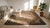 1880s Tan Camel Floral Folk Art Antique American Rug 6'10" X 10'0" Handknotted Wool Carpet For Sale - Image 9 of 9