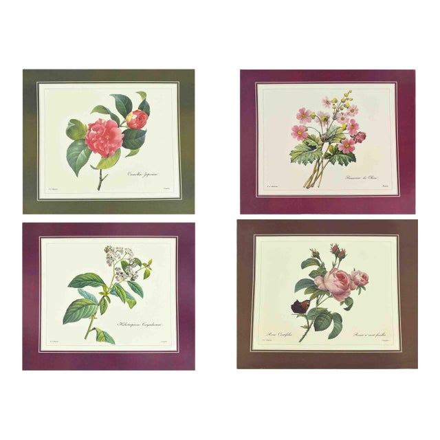 Mid 20th Century p.j. Redoute Botanical Art Prints - Set of 4 For Sale