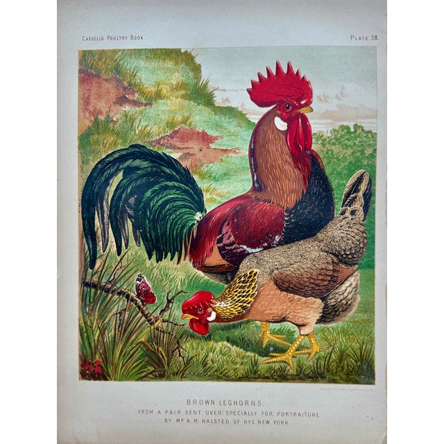 Late 19th Century Poultry Print Collection: Leghorns, Sultan, Andalusians & Brahmas - Set of 4 Chromolithographs For Sale - Image 4 of 6