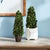 Kenneth Ludwig Chicago Boxwood Cone Topiary Drop-In 12" For Sale - Image 4 of 4
