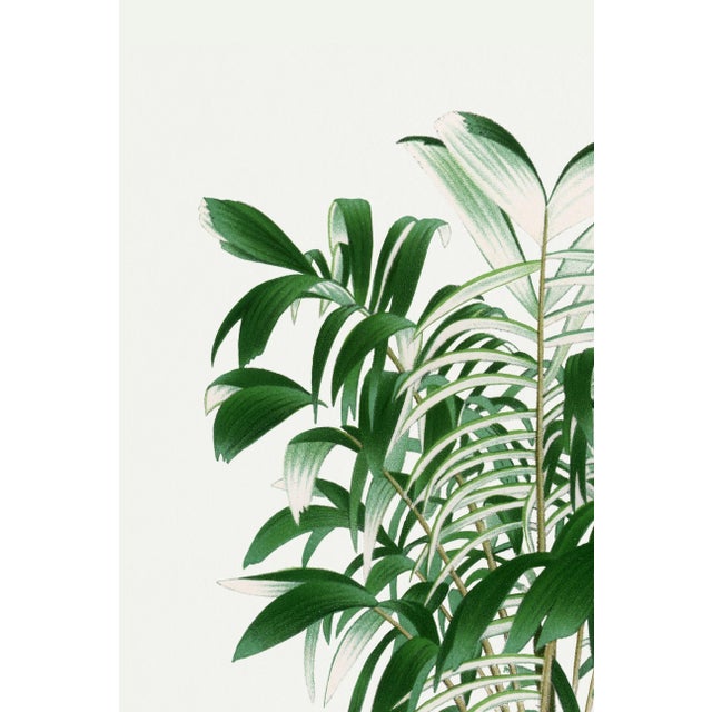Paper Vintage Palm Tree Illustration, Botanical Art Print Reproduction, 40" X 60" For Sale - Image 7 of 10