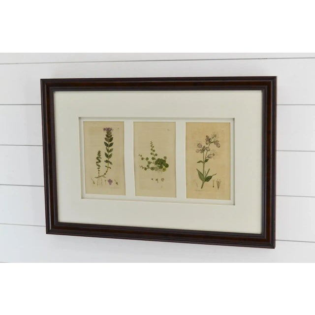 Shabby Chic Antique Prints Botanicals Framed Real Vintage For Sale - Image 3 of 5