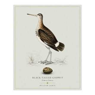 William Lewin 1789 Waterbirds Fine Art Gallery Board Print - Black Tailed Godwit For Sale
