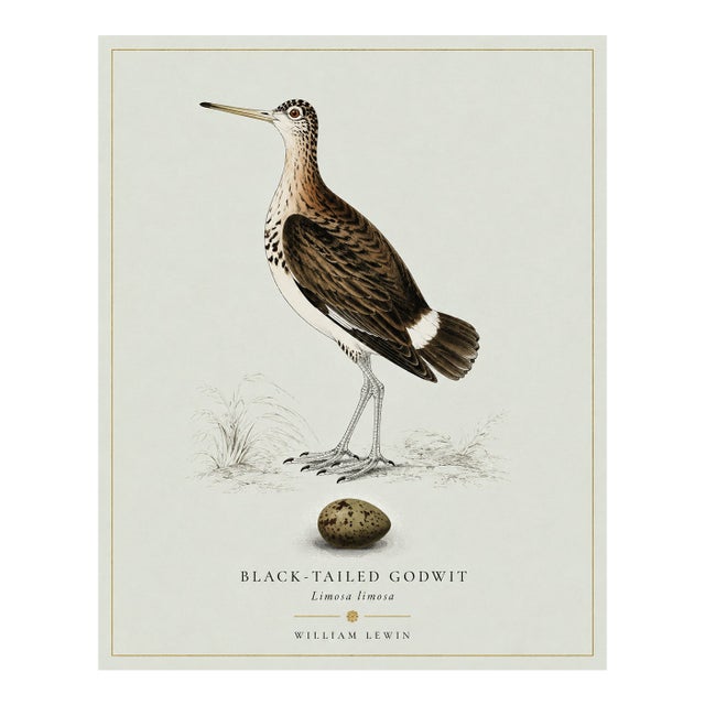 William Lewin 1789 Waterbirds Fine Art Gallery Board Print - Black Tailed Godwit For Sale