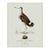 William Lewin 1789 Waterbirds Fine Art Gallery Board Print - Black Tailed Godwit For Sale