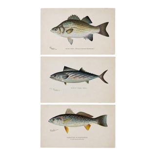 White Bass, Bonito & Weakfish - Original Fish Prints by Denton Circa 1903, S/3 For Sale