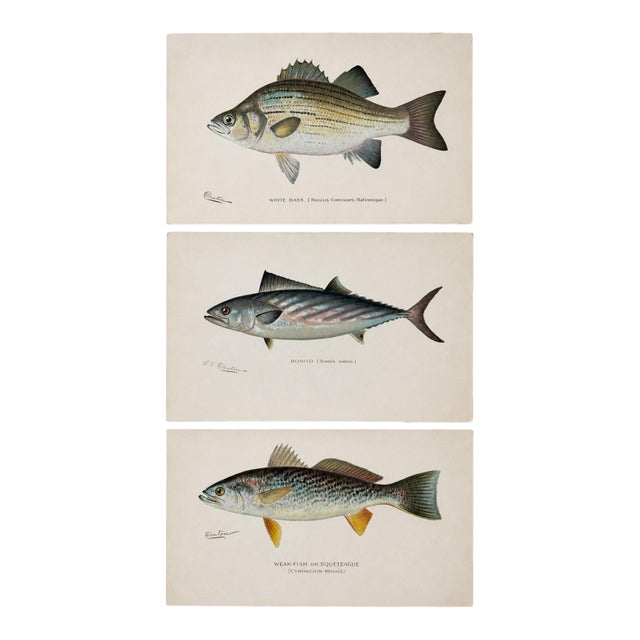 White Bass, Bonito & Weakfish - Original Fish Prints by Denton Circa 1903, S/3 For Sale
