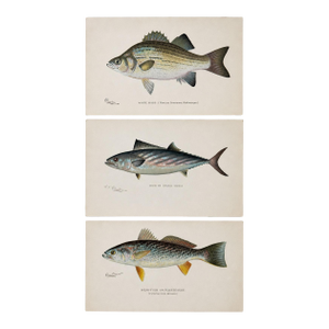 White Bass, Bonito & Weakfish - Original Fish Prints by Denton Circa 1903, S/3