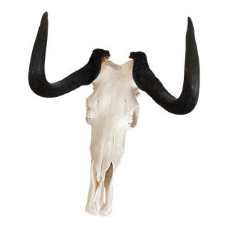1960s Black Wildebeest Skull and Horns Taxidermy For Sale