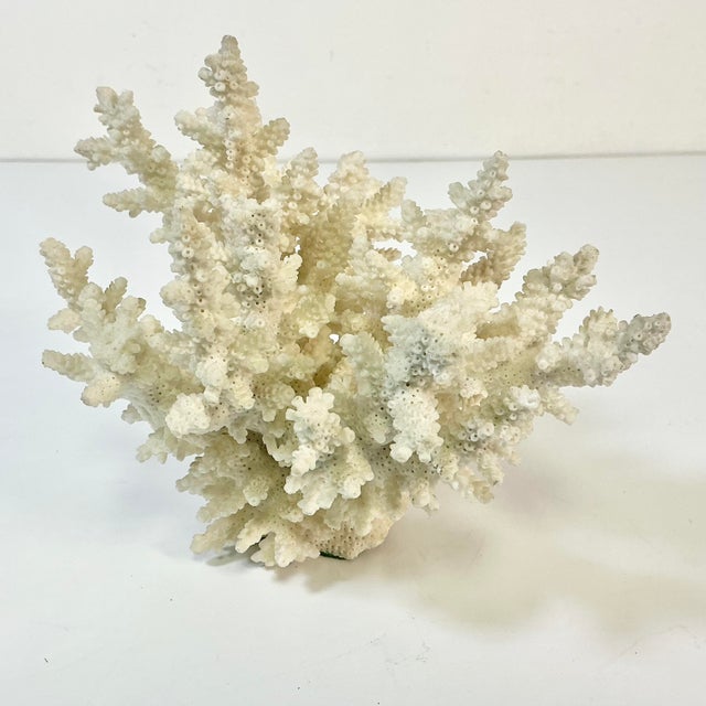 Coastal Boho Chic Natural Ivory White-Dove Grey Branch Coral Specimen. For Sale - Image 10 of 12