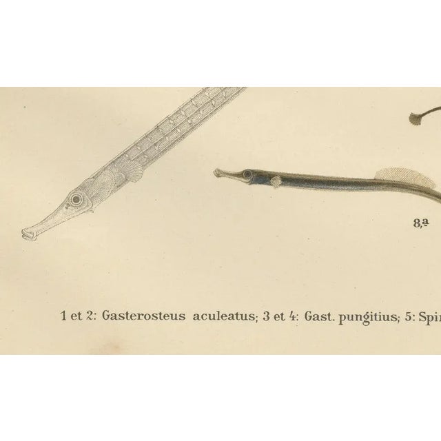 Sticklebacks and Pipefish, 1895, Print For Sale - Image 4 of 10