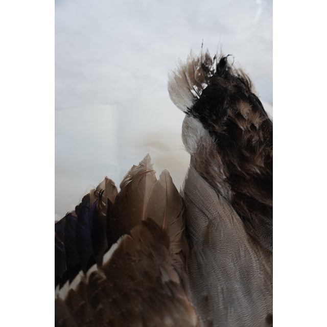 Taxidermy Flying Mallard Duck For Sale In Los Angeles - Image 6 of 13