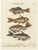 After George Edwards, Goldfish of China, 18th Century, Hand-Colored Copper Engraving For Sale
